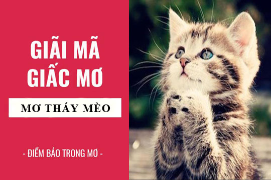 Mơ Thấy Mèo Đánh Con Gì? Giải Mã Giấc Mơ Thấy Mèo Chuẩn Xác