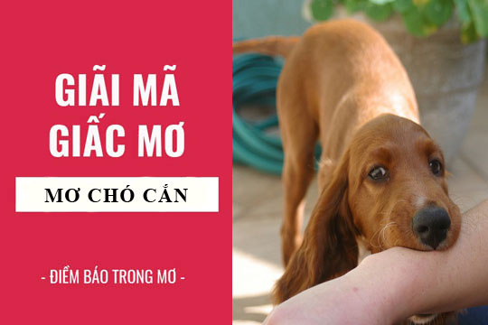 Mơ Thấy Chó Đánh Con Gì? Giải Mã Giấc Mơ Thấy Chó Chi Tiết Nhất